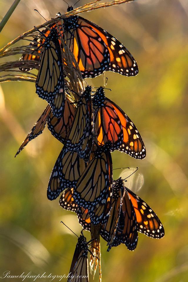 The Monarch Butterfly Migration on Fire Island - Fire Island and Beyond