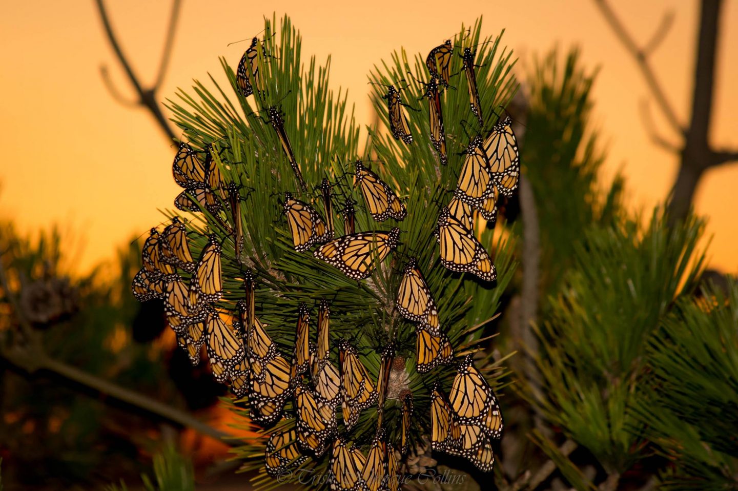 Monarch Butterflies - Fire Island National Seashore (U.S. National Park  Service)
