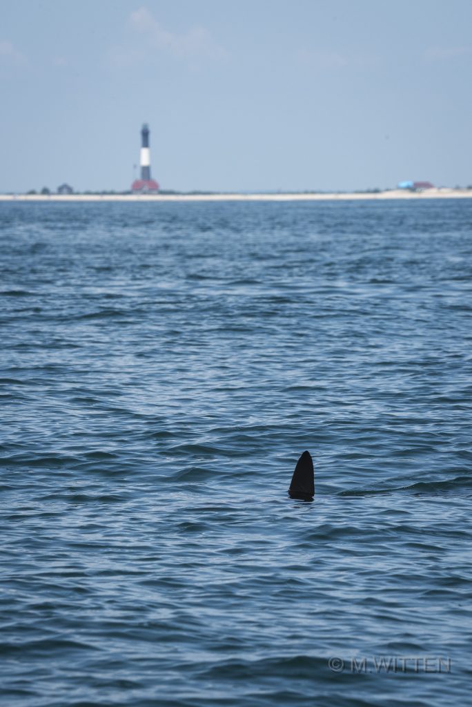 Photos and Video Sharks South of Fire Island Inlet Fire Island and