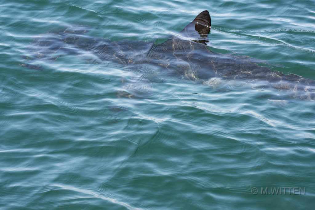 Photos and Video Sharks South of Fire Island Inlet Fire Island and